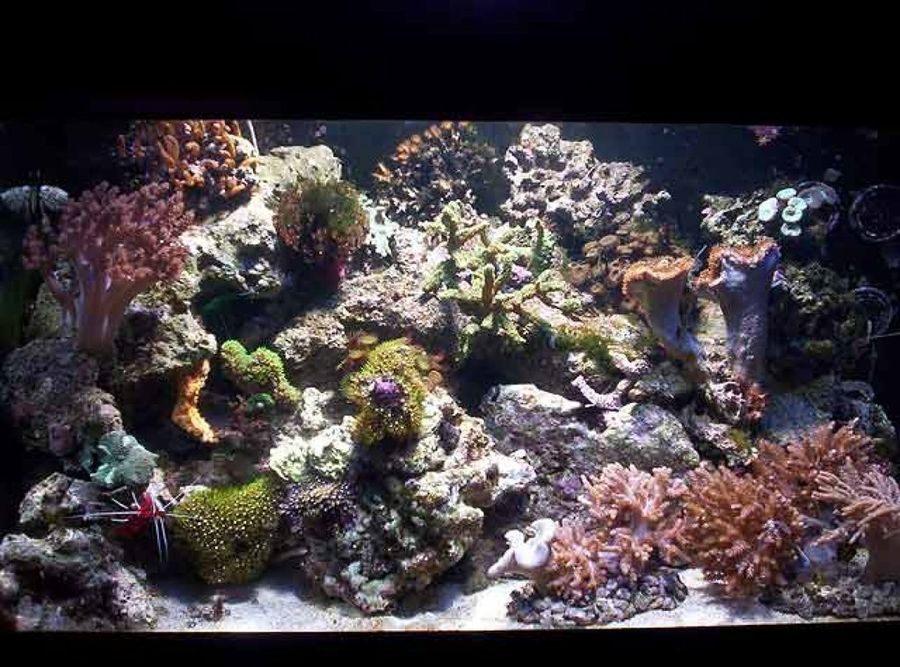 acuario con coral