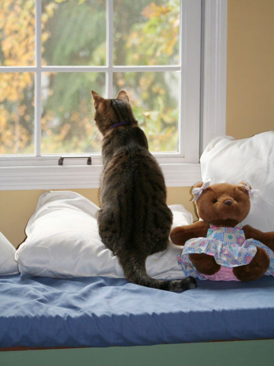 gato mirando por la ventana