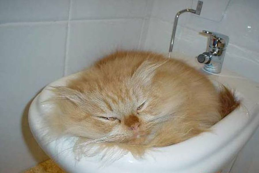 gato durmiendo en el baño