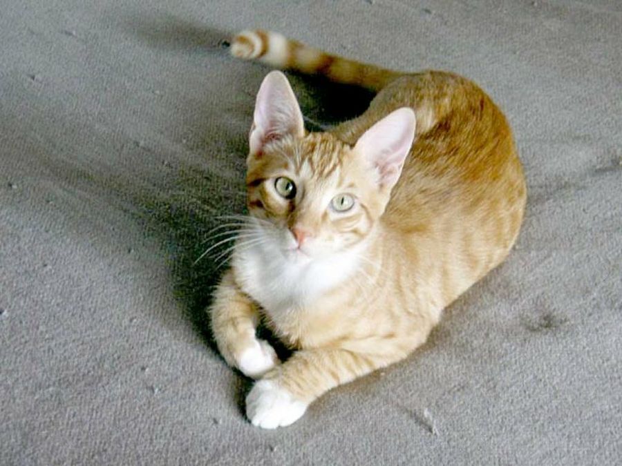gato tigre