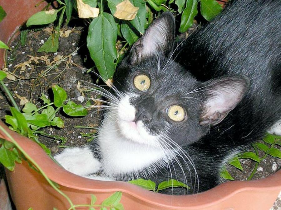 gato negro