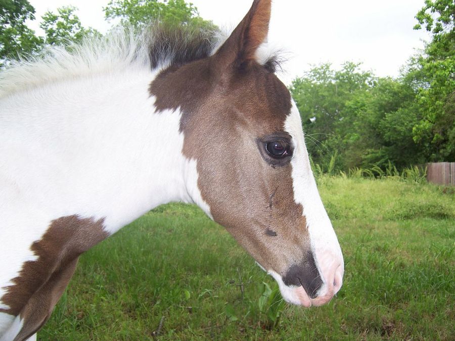 caballo pinto2