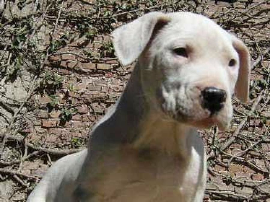 perro