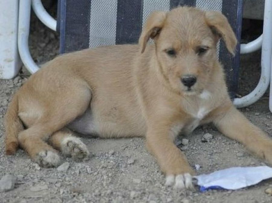 perro