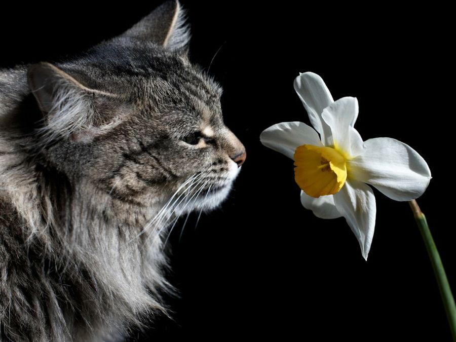 Gato