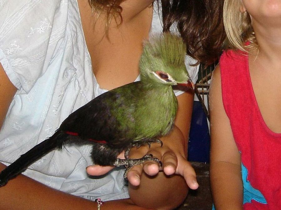 Turaco verde