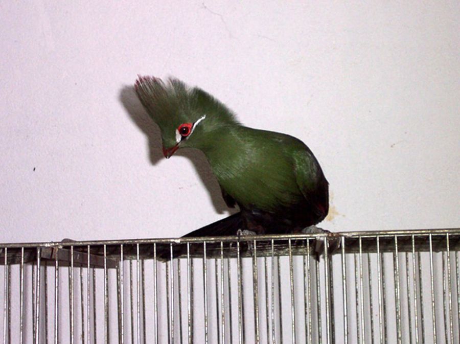 Turaco verde