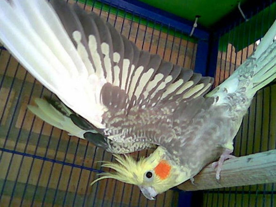 ninfa