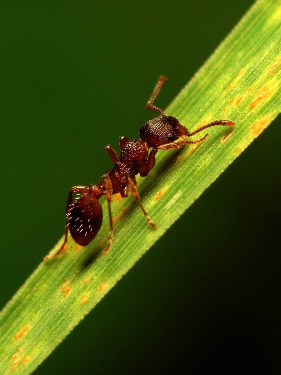 Hormiga