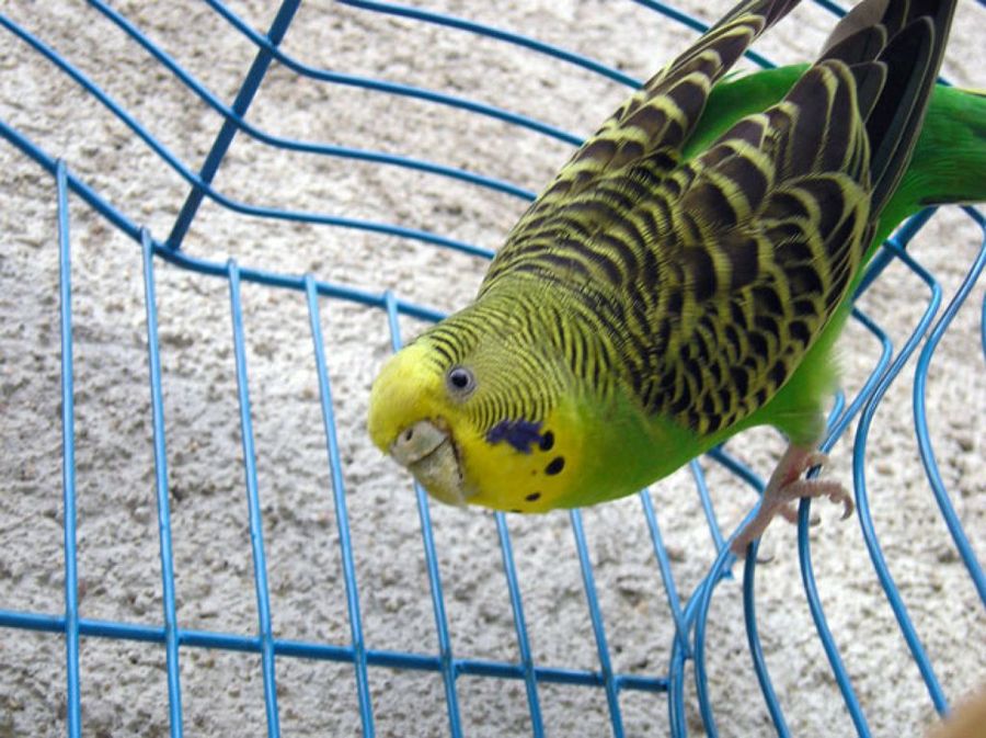 loro verde