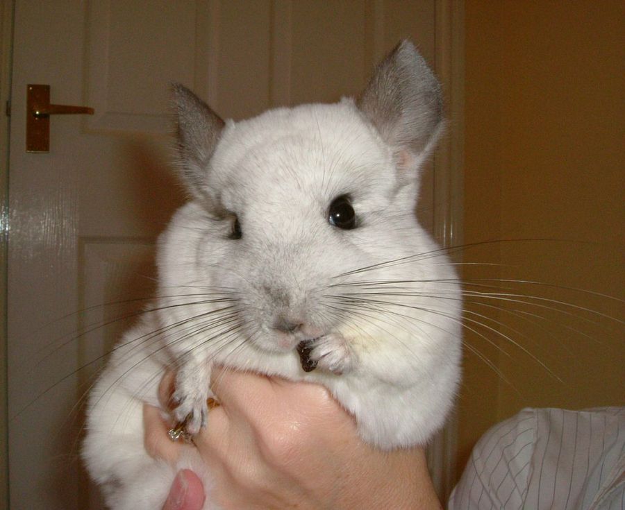 Chinchilla