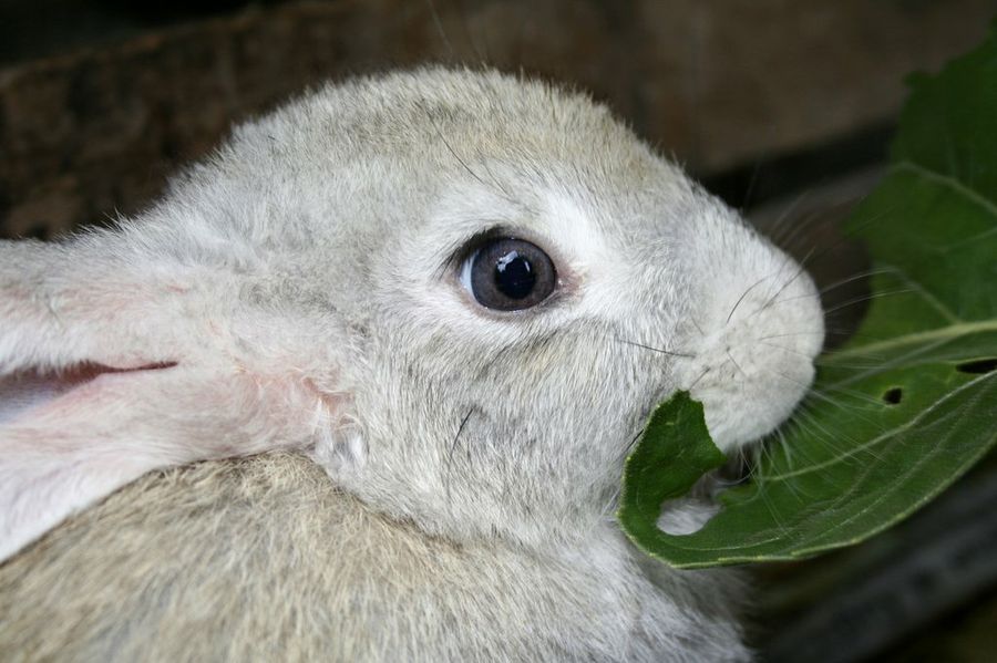 Conejos