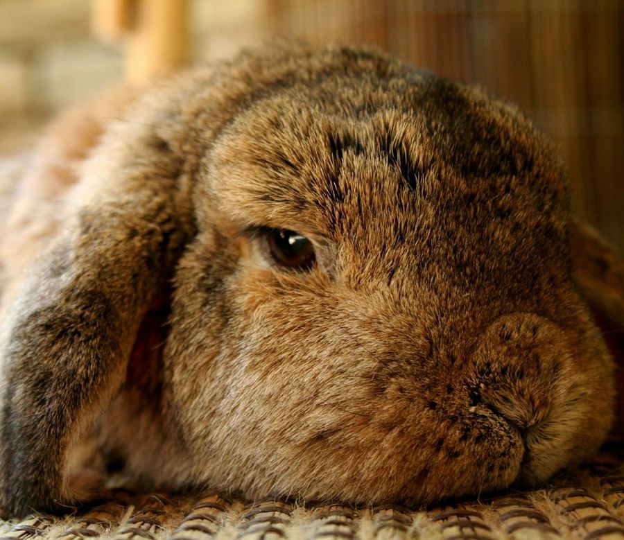 Conejo