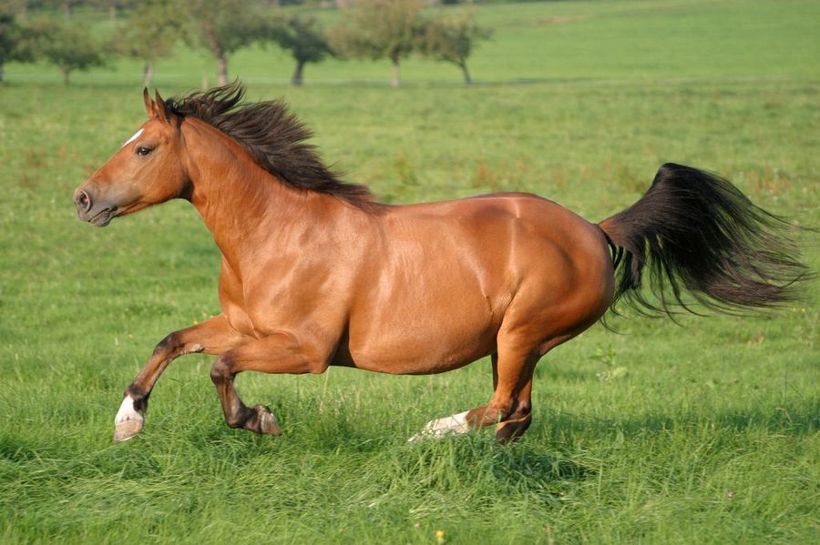 Caballo