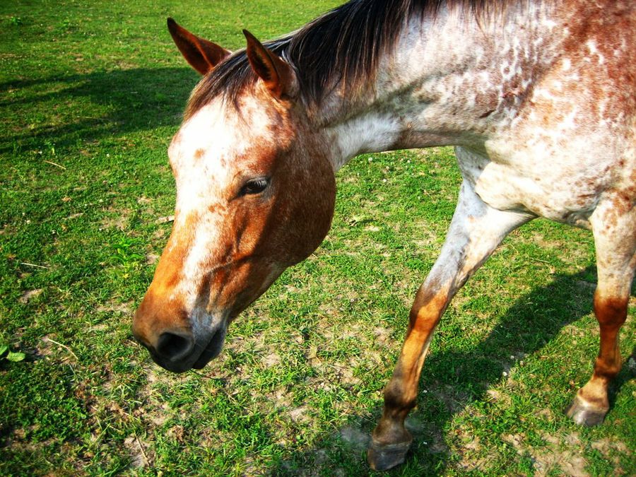 Caballo