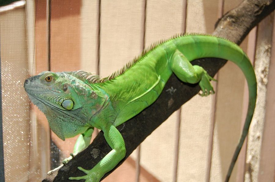 Reptil