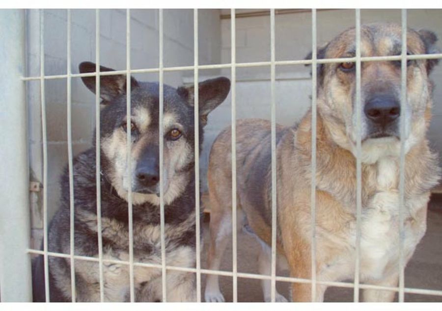 perros en la perrera