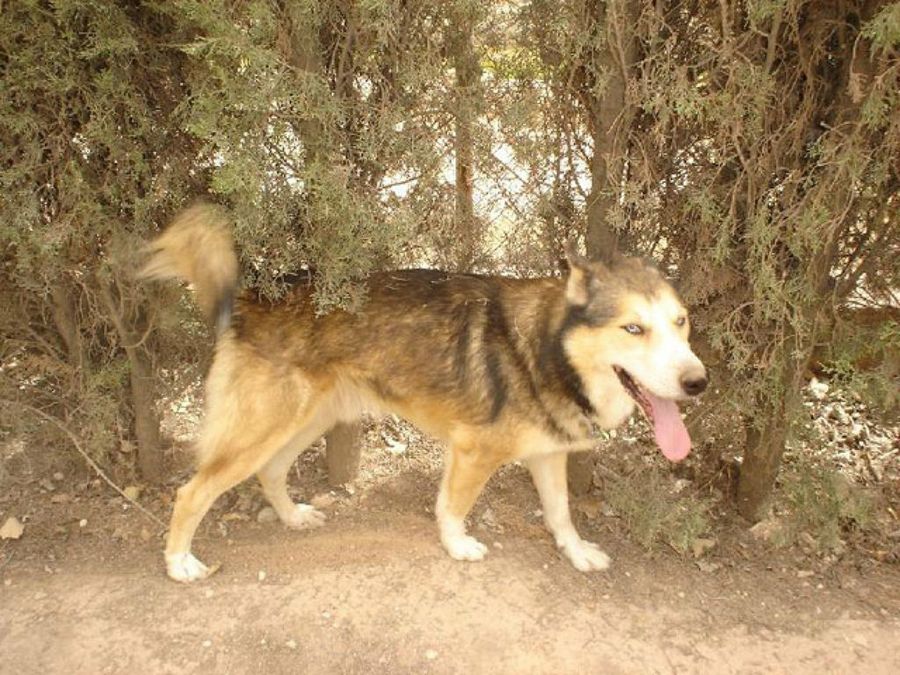 husky