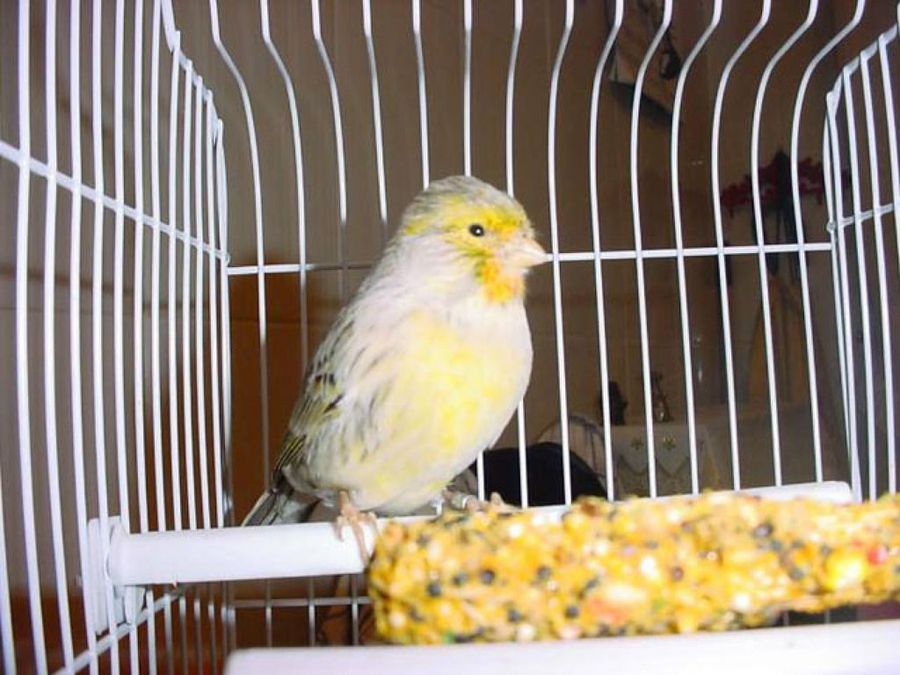 periquito
