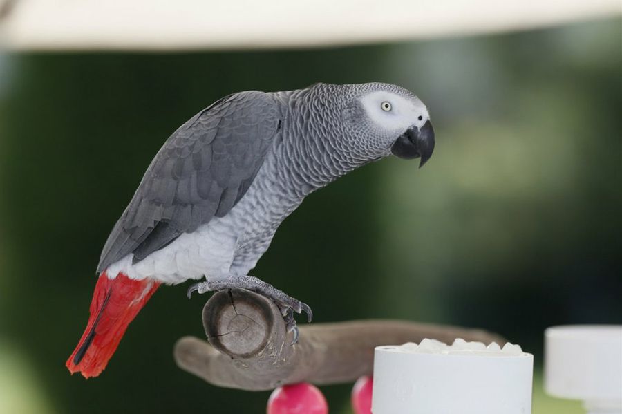 loro africano3