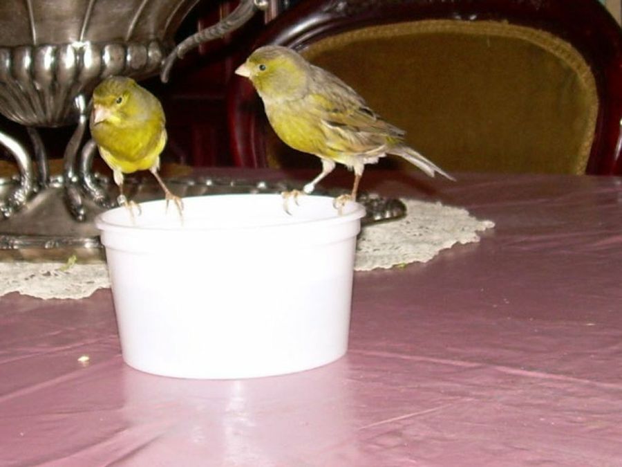 canarios