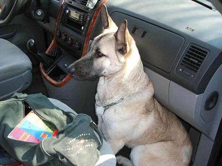 perro ene l asiento de copiloto del coche