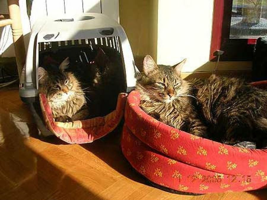 gatos en cama y trasportín