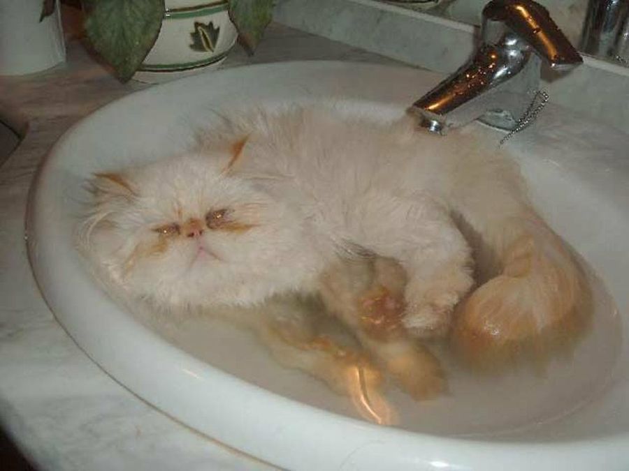 gato en el lavabo