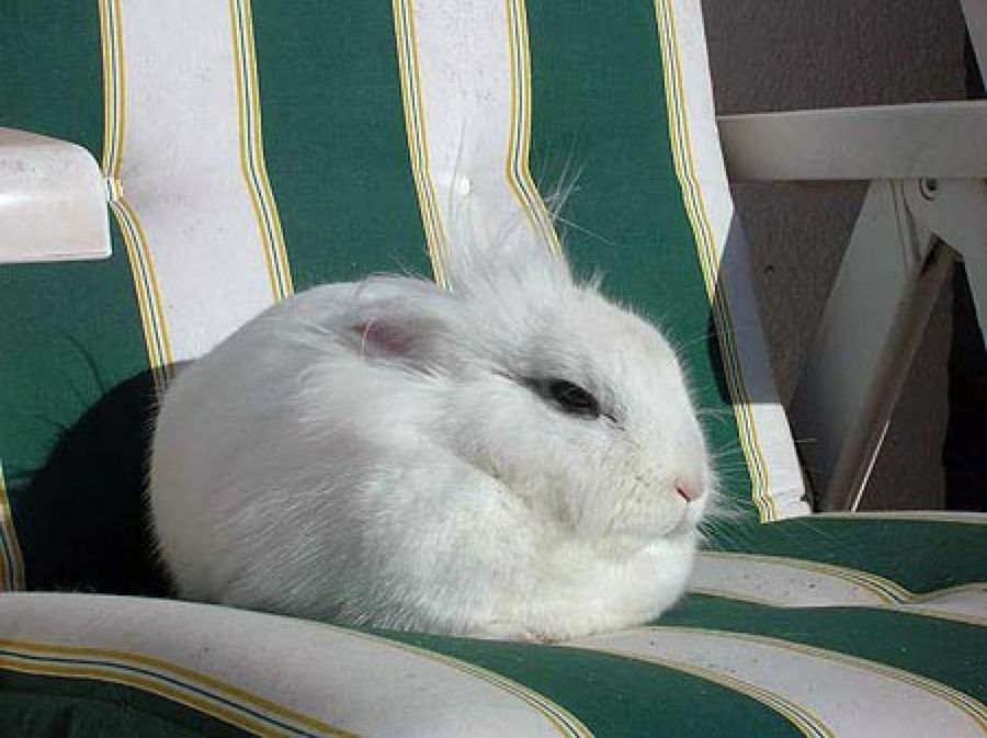 conejo en una hamaca