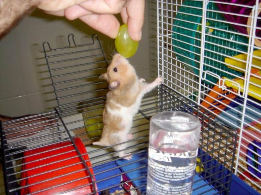 hámster comiendo uvas