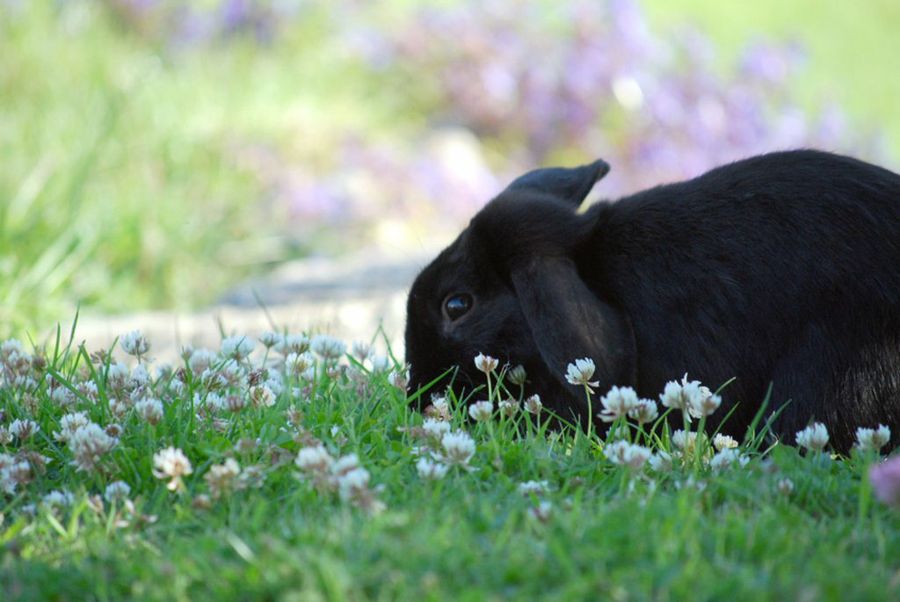 conejo negro