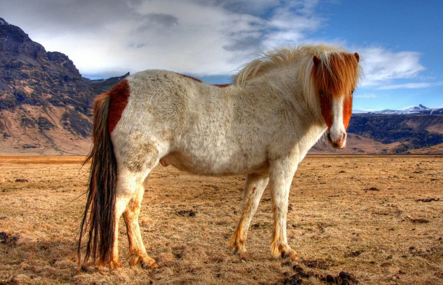 caballo2