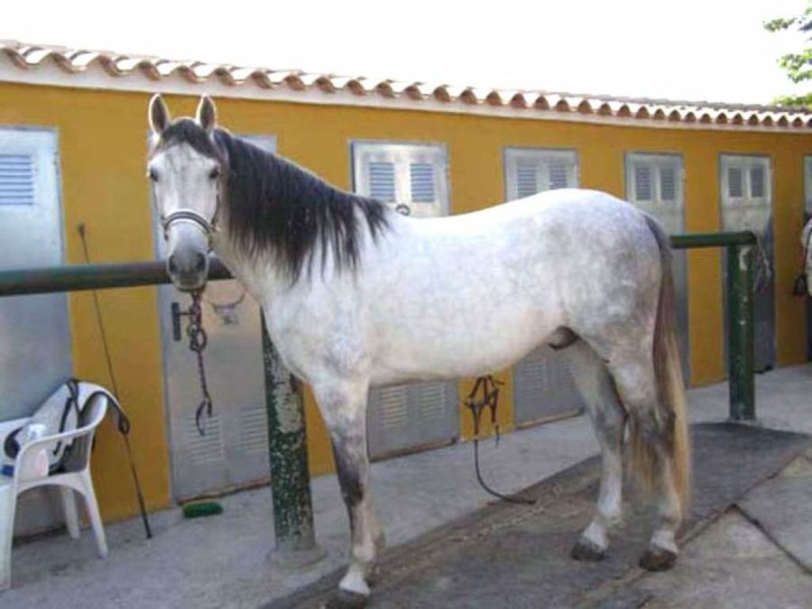 caballo blanco