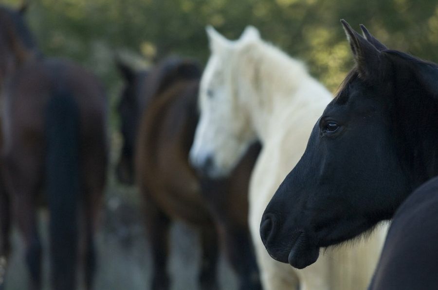 caballo negro