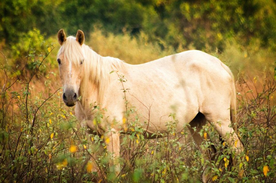 caballo criollo2
