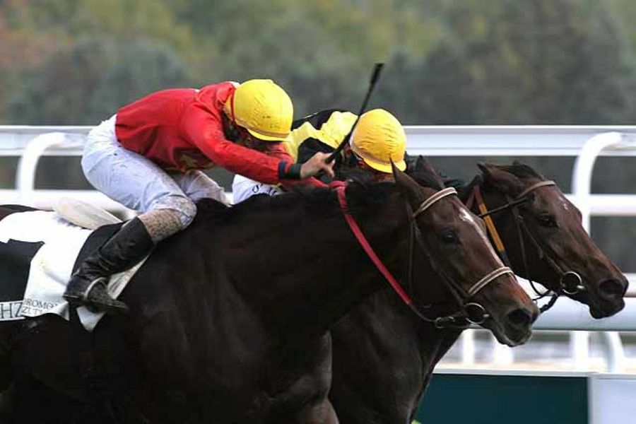 junetes en carrera de caballos