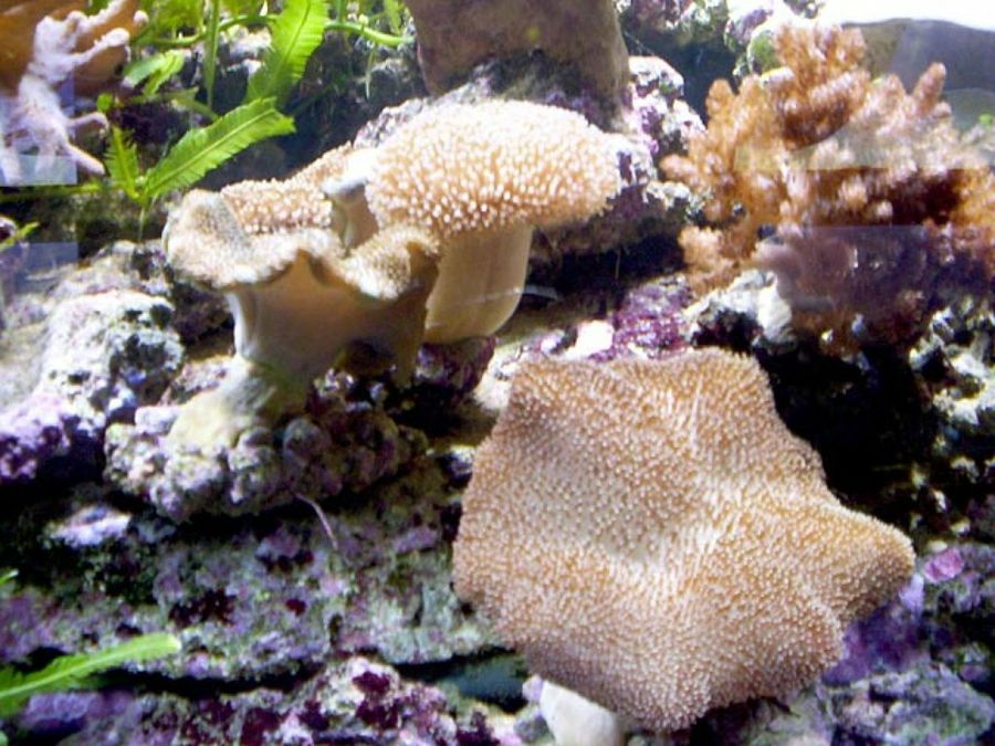 coral