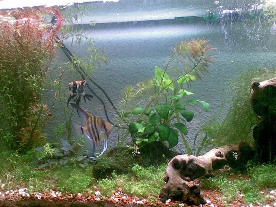dos peces en acuario