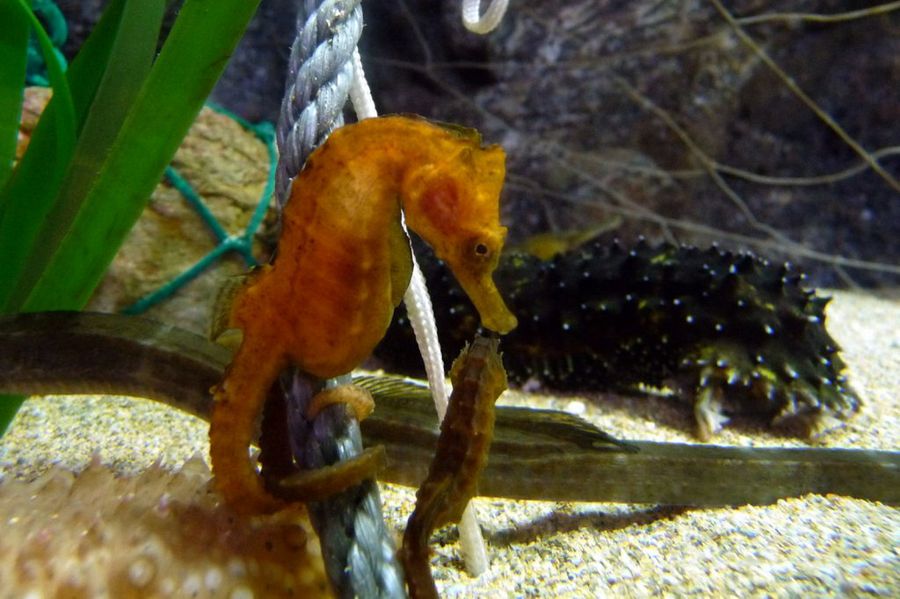 acuario4