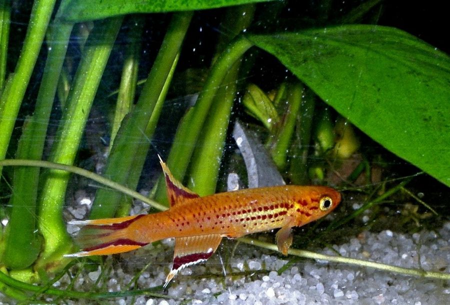 Aphyosemion australe gold