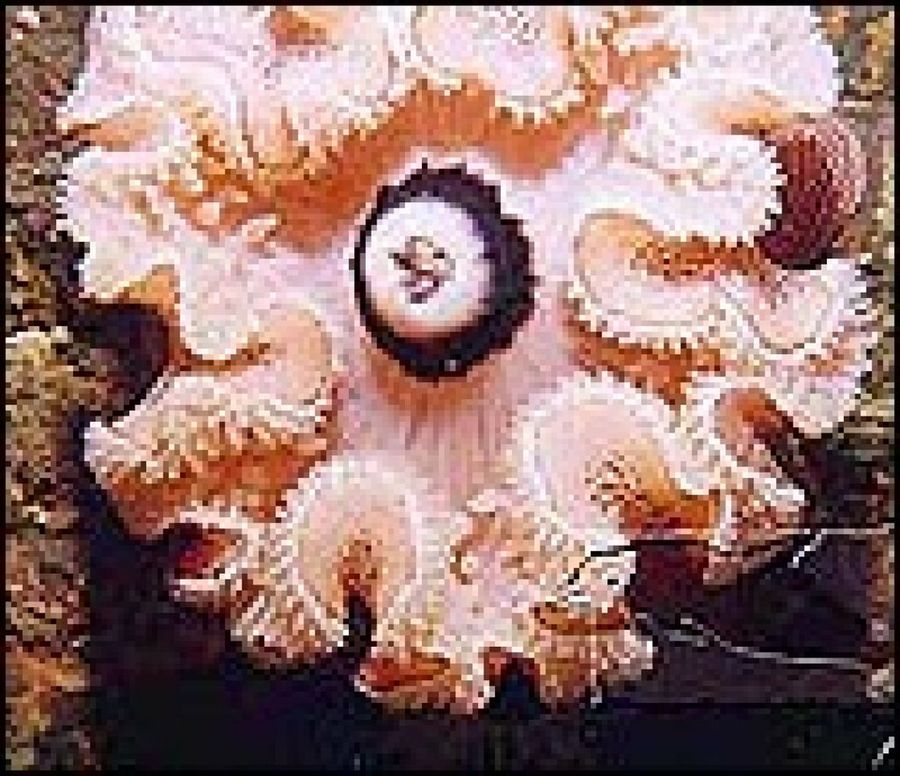 anémona rosa
