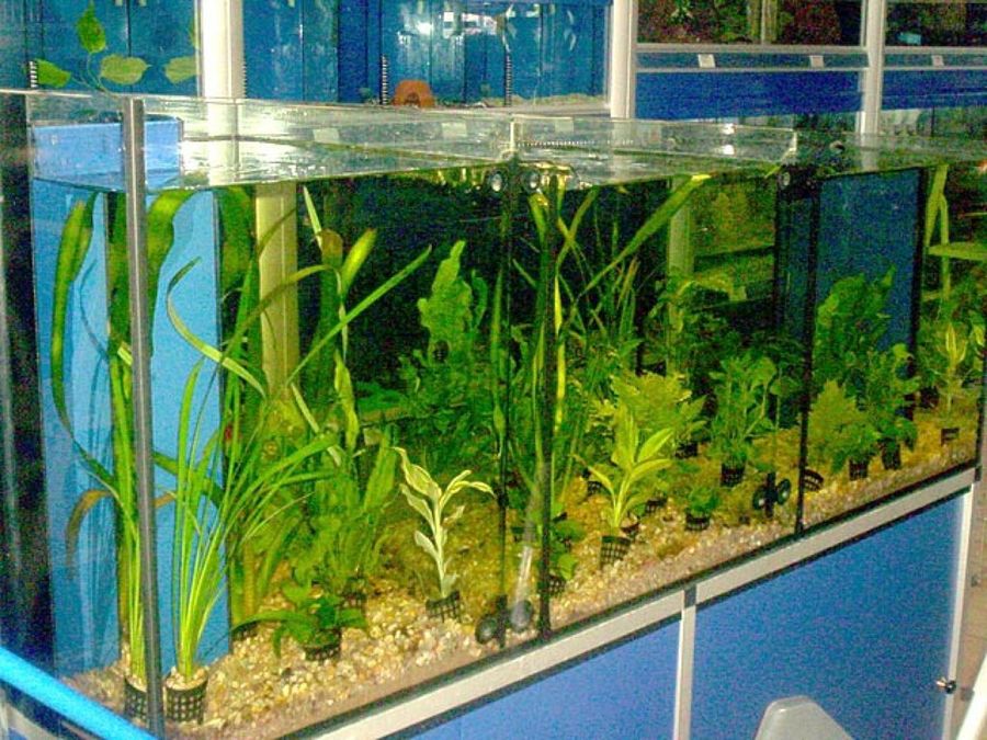 acuario