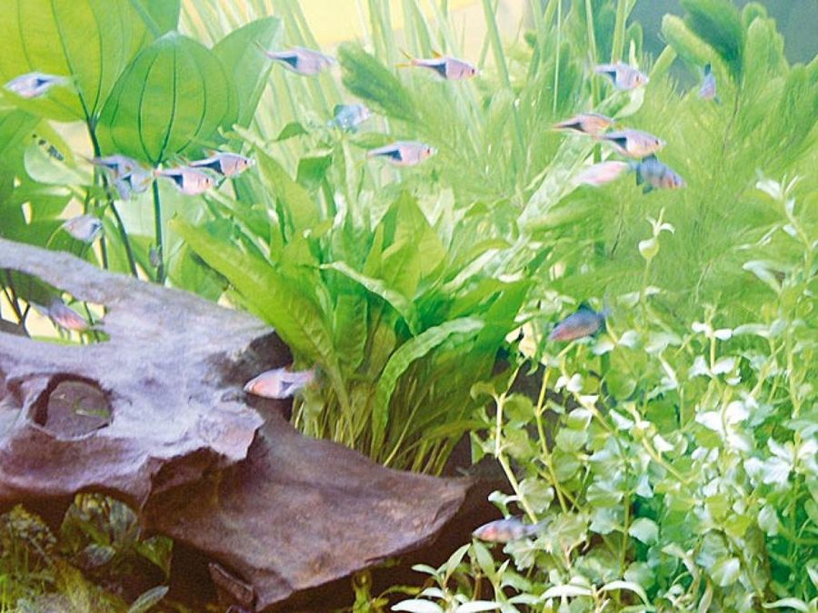 acuario