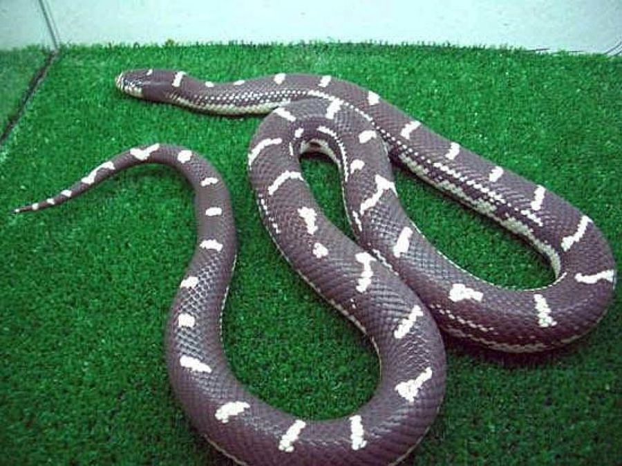 serpiente negra