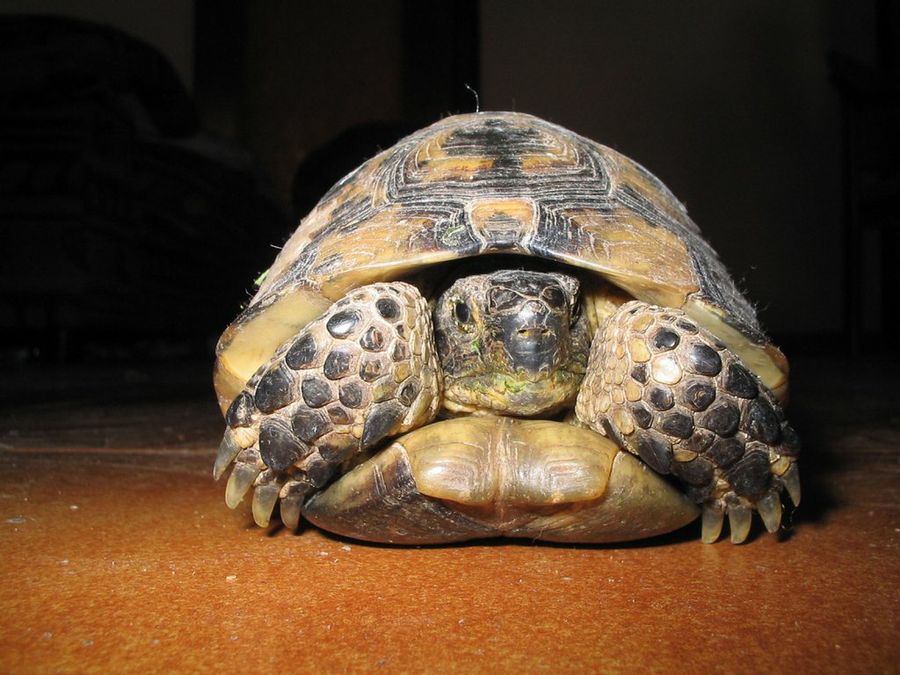 tortuga grande