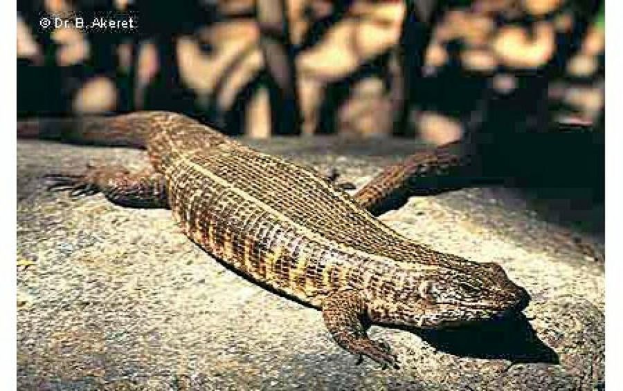lagarto