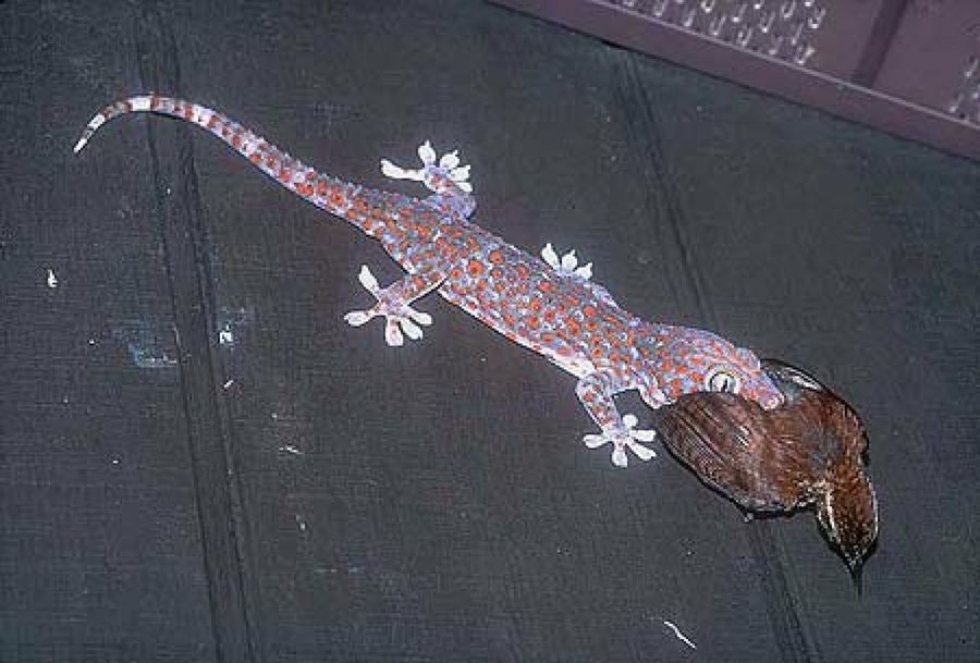 lagarto