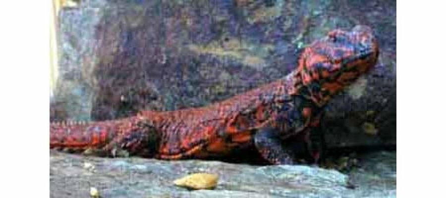 lagarto