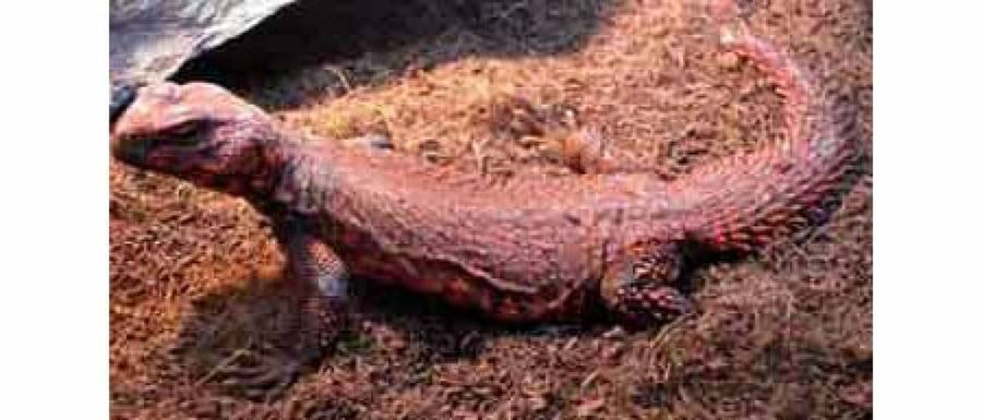 lagarto cola espinosa