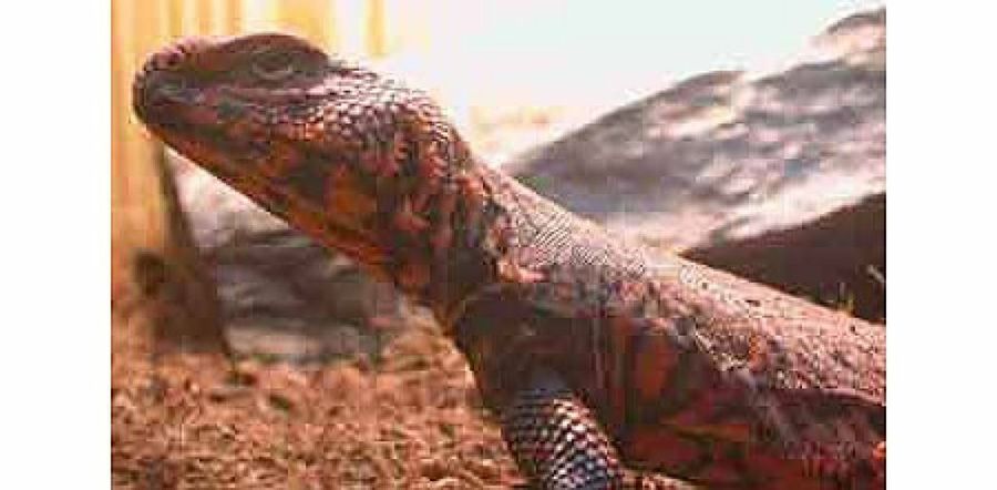 cara lagarto